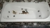 Comprar Reparación Y Enlozado Bañeras, Hidromasajes Y Jacuzzi