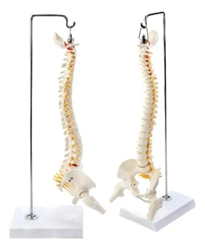 comprar Modelo Anatómico De La Columna Vertebral (columna Vertebral