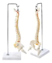Comprar Modelo Anatómico De La Columna Vertebral (columna Vertebral