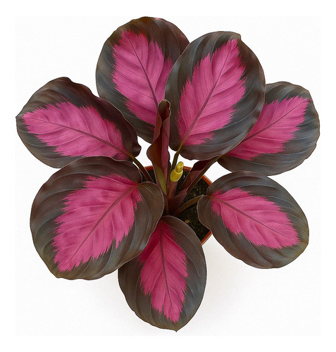 Calathea Roseopicta Dottie, Planta De Interior | Vivero Kaki -