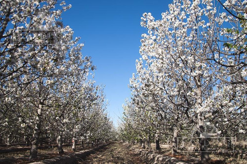 Imagen 14 de 27 de Finca Productiva En Venta En Mendoza, 60 Has Cultivos Intensivos