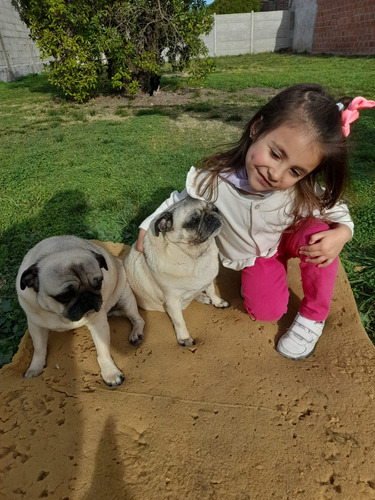 Servicio De Traslado De Mascotas