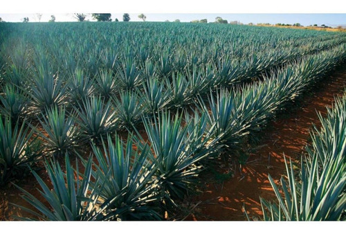 Licor De Agave Rancho Escondido Mango Pican 750 Ml