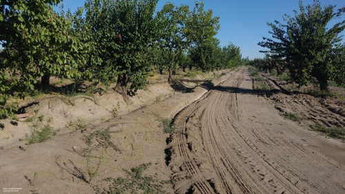 Imagen 11 de 14 de Vendo Finca Cañada Seca San Rafael Mendoza