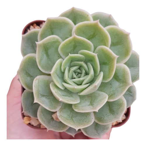 Echeveria Onslow - 03 Unidades Suculenta 