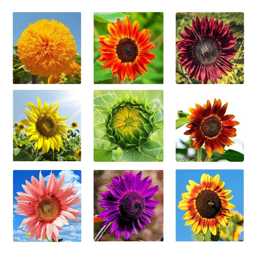 9 Variedades De Girasol 25 Semillas C/u + Semillas