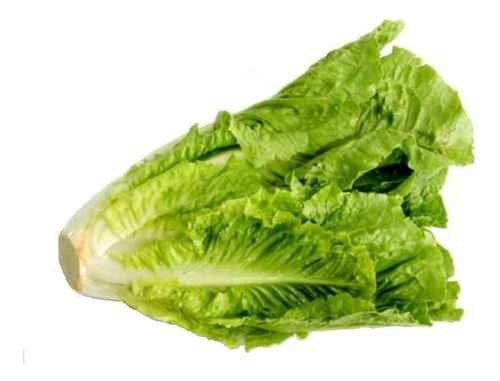 Semillas De Lechuga Criolla Para Cultivo Ideal Huertas