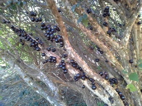 Imagem 22 de 30 de Chácara À Venda No Condomínio Vivenda, Na Rota Do Vinho Em Jundiaí - 2.827 M², Casa Simples, Pomar, Piscina, Muito Verde. Churrasqueira, Gramada. - Ch00075 - 32888544