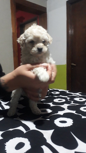 Imagen 2 de 2 de Caniches