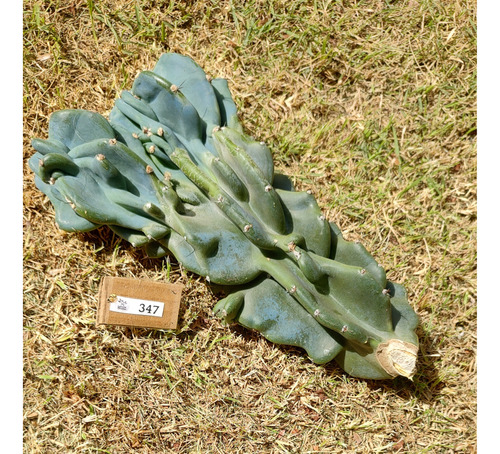 Cereus P. Monstrosus Azul P/plantio Com 28cm (lp-347)