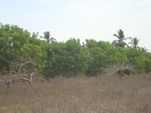 Imagen 1 de 5 de Terreno En Playa Encantada Zona De Ejido El Podrido