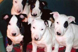 Perros Bull Terrier Mercadolibre Perros Bull Terrier Mercadolibre