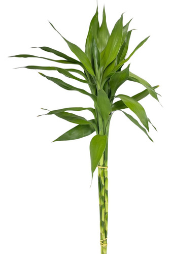 1 Bambu Da Sorte Variegata Verde Muda Natural Com 4 Hastes