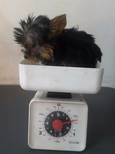 Imagen 5 de 9 de Yorkshires Cachorros Minis
