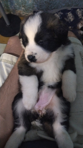 Hermosos Cachorros San Bernardo 