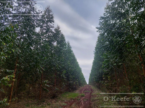Campo En Venta De 561 Has En Virasoro, Corrientes