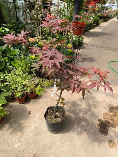 Acer Palmatum Bloodwood Ramificado 6 Lts