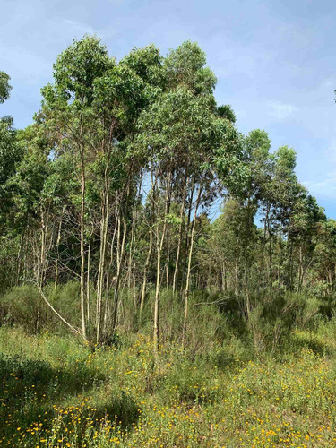 Chacra En El Pinar 10 Hectáreas, Venta