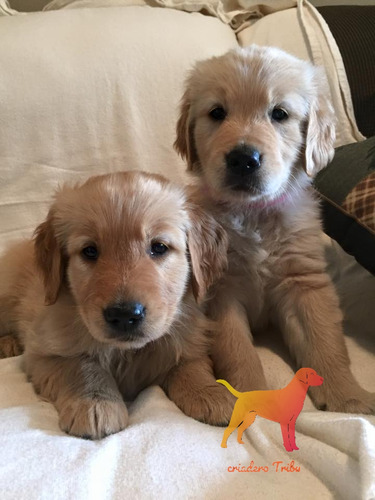 Cachorros Golden Retriever Criados En Campo. Criadero Tribu
