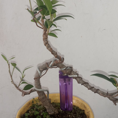 Bonsai Ficus Tiger Bark Maceta Amarilla 15 Años