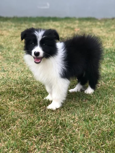 Adesivo Decorativo De Porta - Cachorro Border Collie