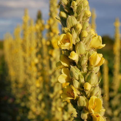 30 Semillas De Verbasco - Verbascum Thapsus - Flor Increible