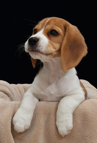 Cachorros Beagle Con Registro Perrito Begle Puppy Perros
