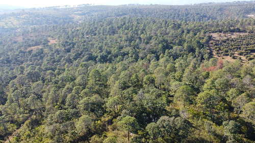 Terrenos En Venta En El Bosque Cercano A Tapalpa, Sayula Y San Gabriel