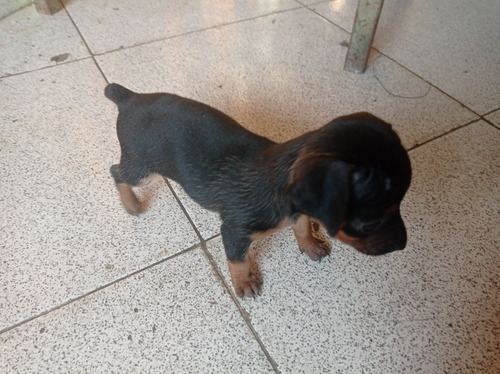 Imagen 8 de 8 de Cachorros Pinchers