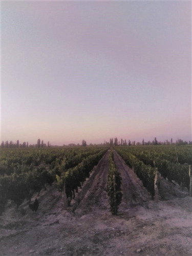 Imagen 5 de 7 de Finca En Venta -la Consulta, Valle De Uco Mendoza