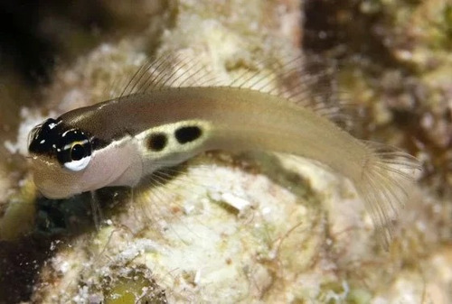 Ecsenius Bimaculatus - Pez Marino