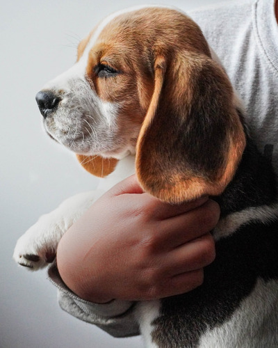 Precioso Beagle Cachorro Macho Tricolor Fca - Cash - Transf