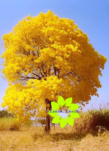 Muda De Ipê Amarelo Uma Das Árvore Mais Bonita Do Brasil | Parcelamento sem  juros