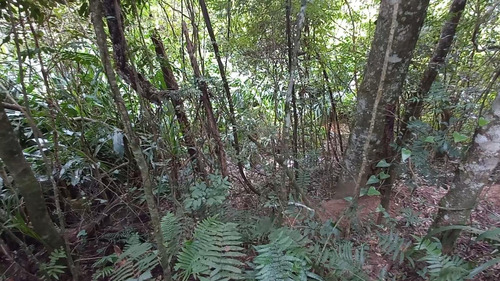 Imagem 4 de 15 de Sítio / Chácara Para Venda Em Araucária, Zona Rural, 2 Dormitórios, 1 Banheiro, 1 Vaga - 157_2-1591009
