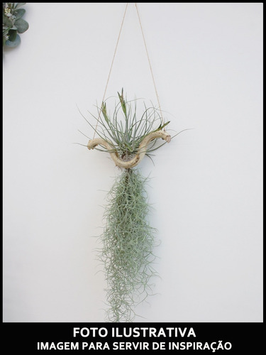 2 Unidades Planta Exótica Tillandsia Usneoides Barba De Pau