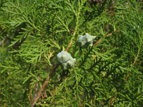 Semillas De Tuya Oriental, Platycladus Orientalis
