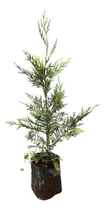 Comprar Plantas Cerco Vivo Leylandi Pinos Pleno Sol Viv Pack X28 