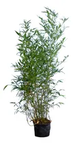 Comprar Cerco Vivo De Caña. Phyllostachys Aurea En 10 Litros. $ 9700 Verde