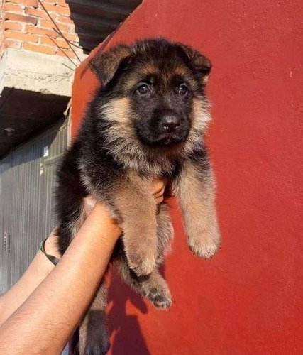 Imagen 2 de 3 de Cachorros Pastor Aleman 300 Por Cada Perrito