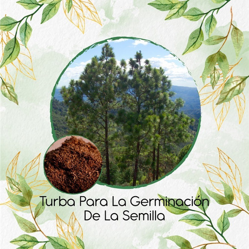 Turba Canadiense Especial Para Semillas De Pinus Ocarpa