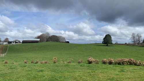 Venta Campo Agrícola En Fresia, Los Lagos Id 58.368-cam