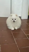 Comprar Pomerania Mini Unico No Te Lo Pierdas 