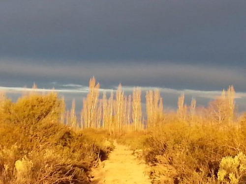 Imagen 8 de 20 de Campo En Venta 400 Ha - Colonia Elena- San Rafael - Mendoza