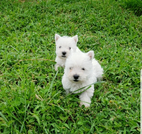 Westy Terrier Exclusivos