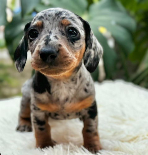 Cachorra Teckel Arlequín Pura Raza Med Animalpets Colombia 