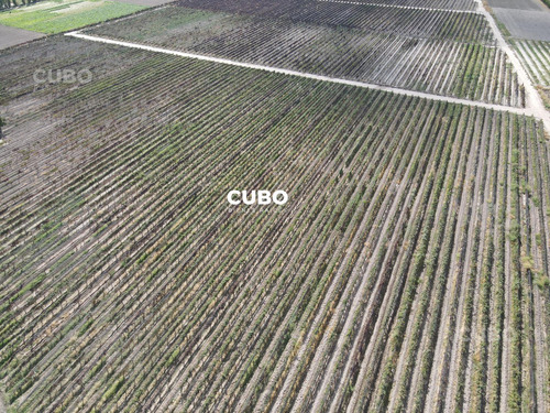Cubo Vende 12 Hectareas De Viñedo En Rodeo De La Cruz Mendoza Argentina