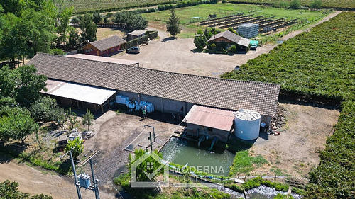 Predio 92 Ha En Morza Con Parrones En Producción