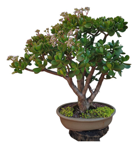 Bonsai Árbol De Jade