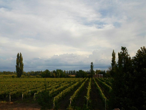 Imagen 4 de 19 de Finca 13 Ha En Cañada Seca - San Rafael