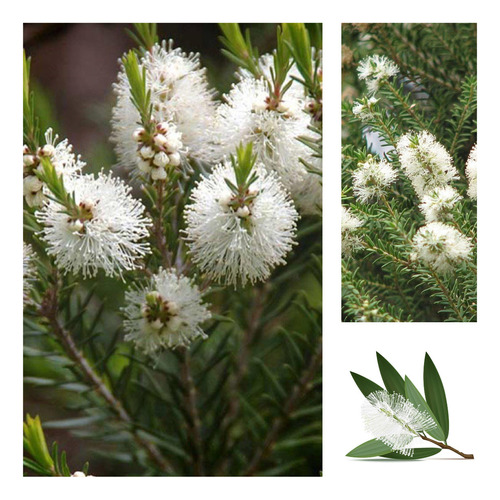 200 Sementes Melaleuca Alternifolia - Tea Tree Oil